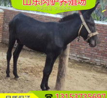 高清视界，智启未来——驴派科技重塑影像新标杆